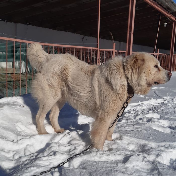 Предлагаю для вязки чистокровного  Турецкого  Акбаш