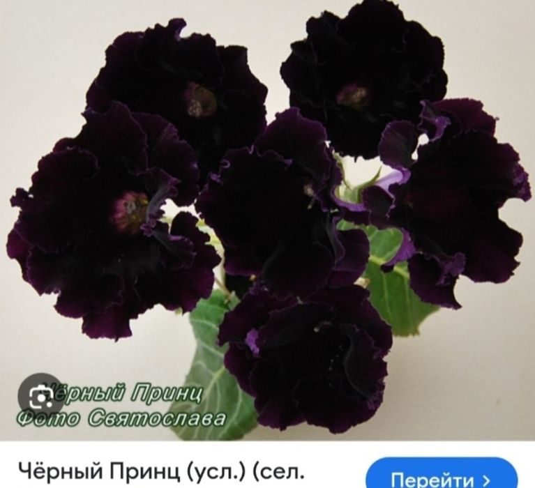 Продам комнатные пеларгонии