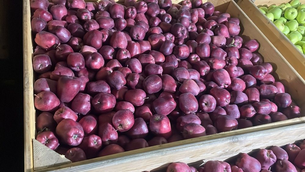 Vand mere Golden , Gala , Prince , Jeromir , Renet