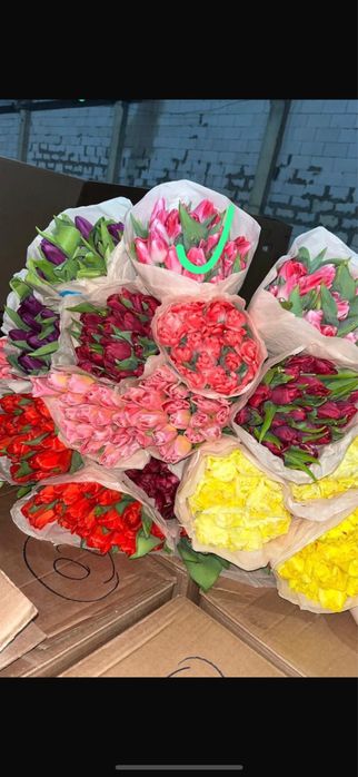 Тюльпан оптом Беларусь