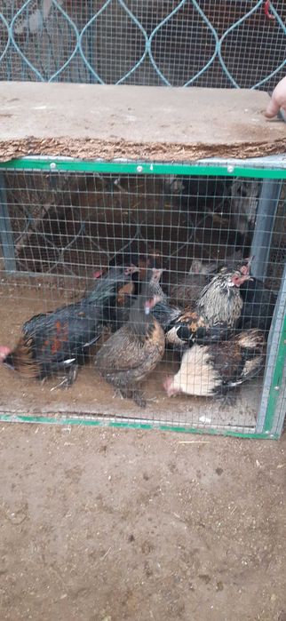 Brama,yapon xo'roz va tovuqlar