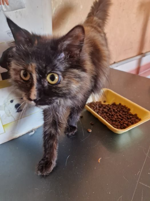 Девочка ищет дом