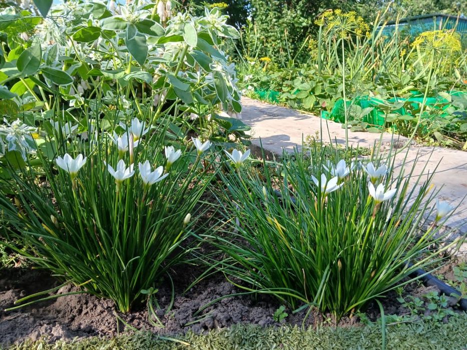 Зефирантес (выскочка) луковицы