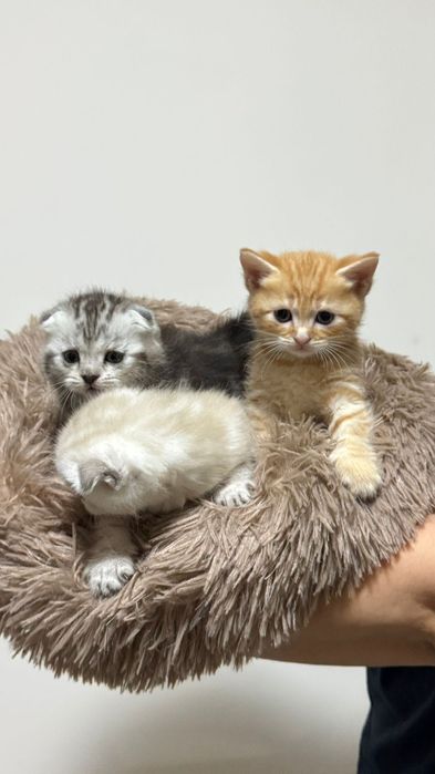 Котенка в добрые руки