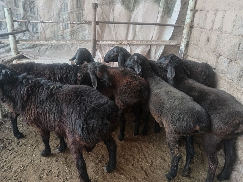 Qochqor qoy кочкор