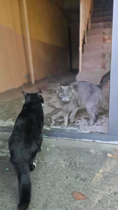 Mushuklar ogil bila qiz bola damashni uyga organgan  1 yoshdan oshdi