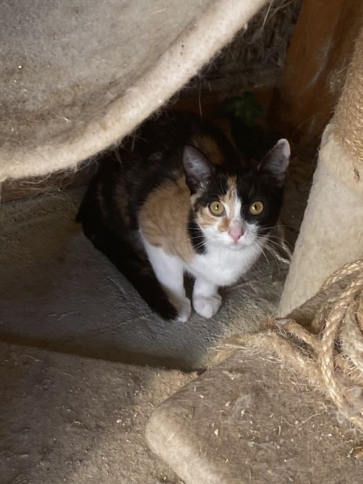 Pisicuta fetita 3,5 lsalvata vaccinata