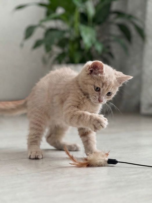 Котёнок ищет котородителей