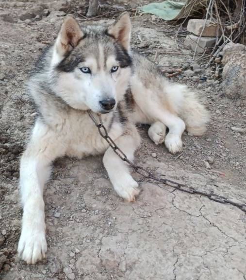 Срочно продаётся Хаски