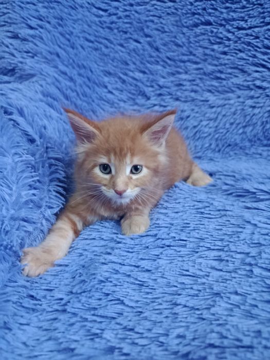 Мейн-куна котята