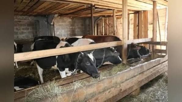 Chorva mollar sotiladi