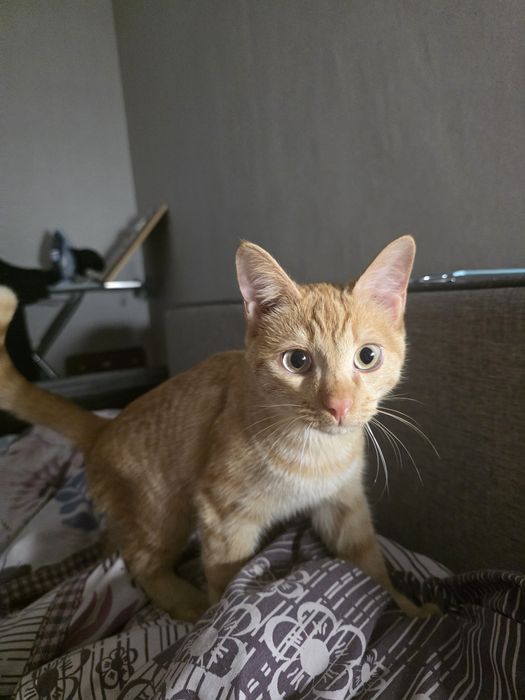 Кот: Сдаём в доброе руки