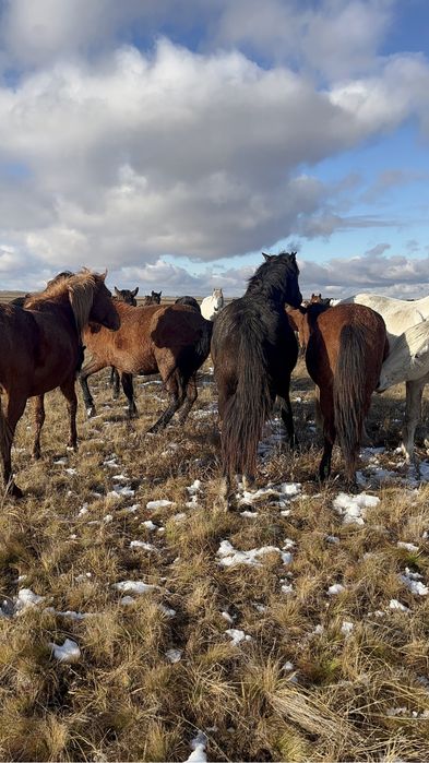 Продам тай кунан согым