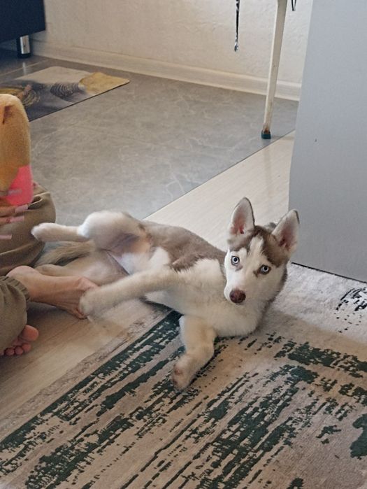 Пристраивается Хаски