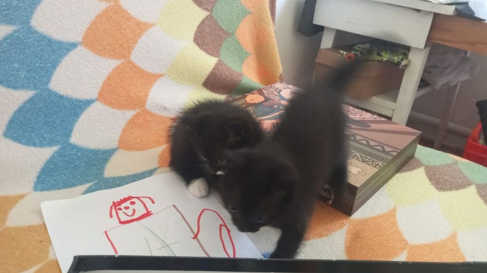 Отдам котят в добрые ручки