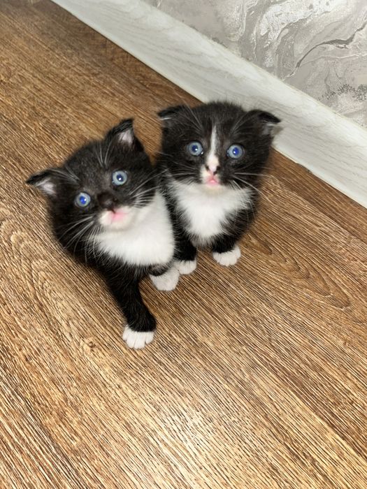 Продается Котенок