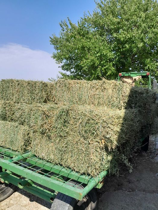 Baloti de lucerna depozitati in conditii optime