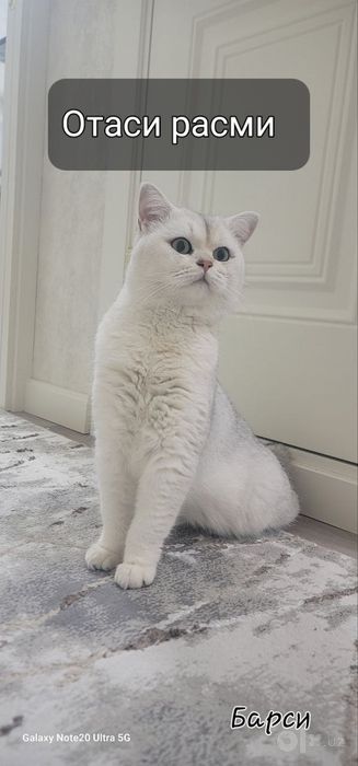 Продаётся котята