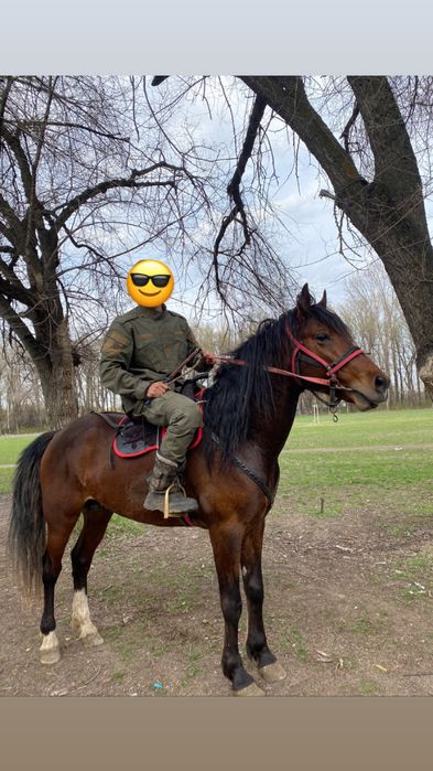 СРОЧНО!!!Полукровка Англичанин