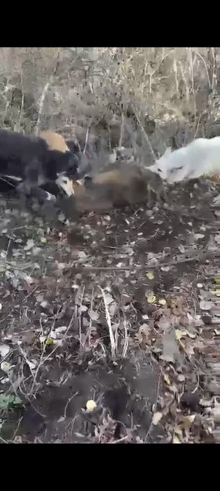 Шашақ тазы мен грейден түскен