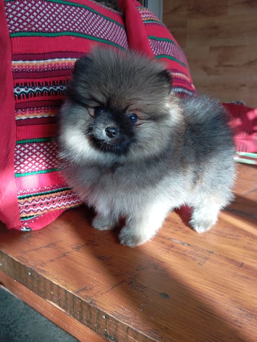 Померан померанчета