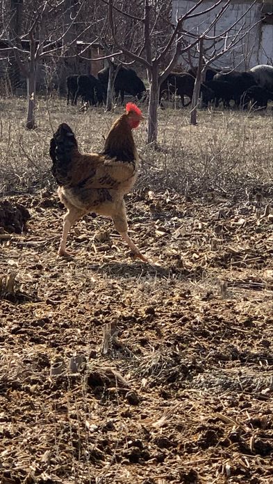 4 ta sogʻlom xoʻroz sotiladi