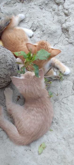 Котята - Раздаём бесплатно