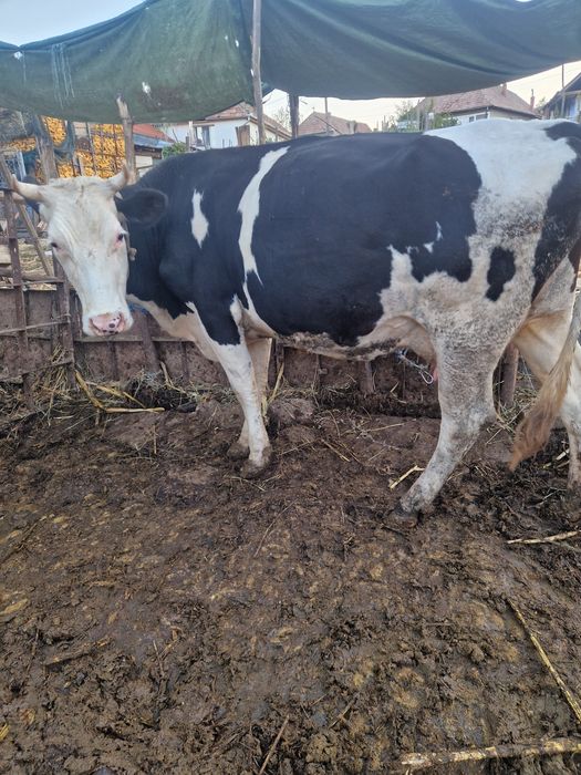 Vaca de vanzaree