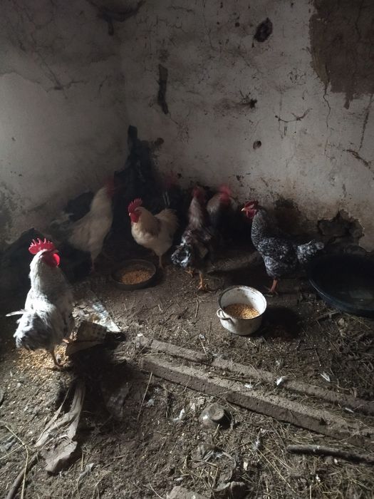 Петли за разплод