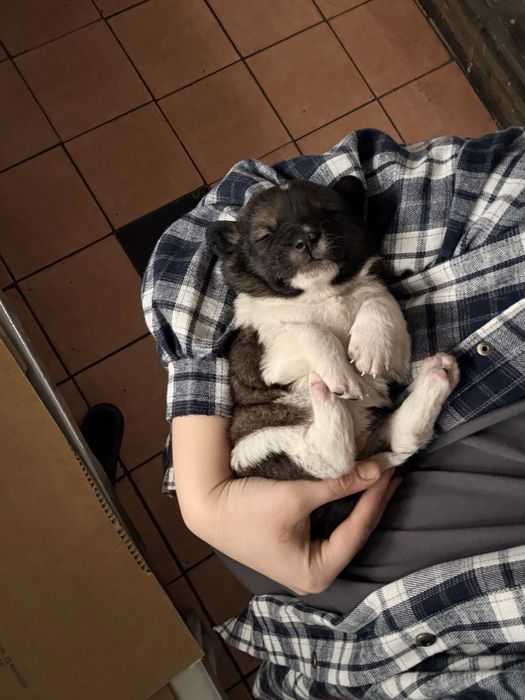 Отдам щенков в хорошие руки !