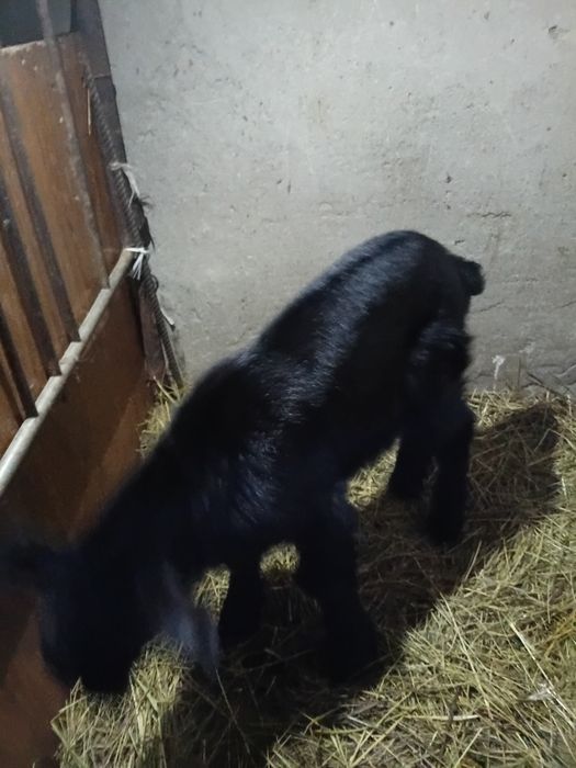 Парода альпийски