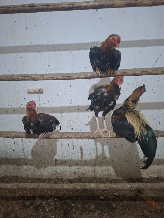 Бойцовские Курицы