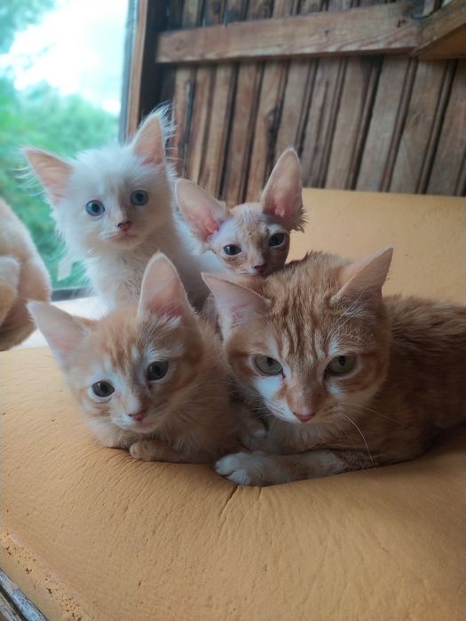 Отдам котят  недорого