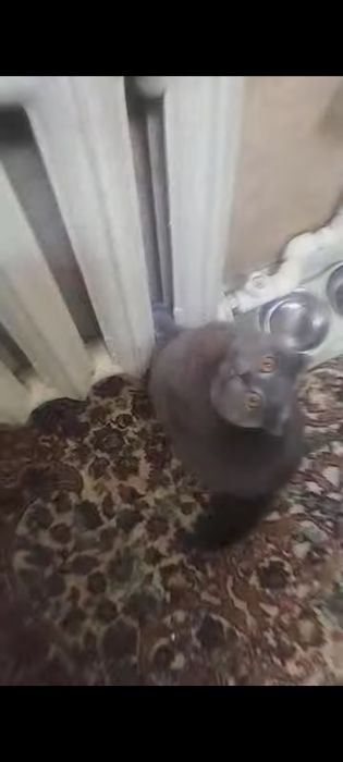 Связка кот почти 2 года