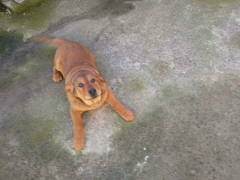 Подарява се кученце на шест месеца