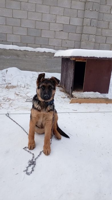 Овчарка продам 3 месЦа Сучка