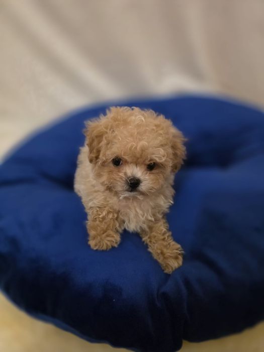 Maltipoo mini toy