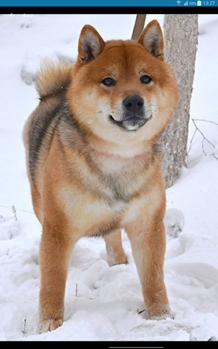 предлагаю для вязки кобеля сибы