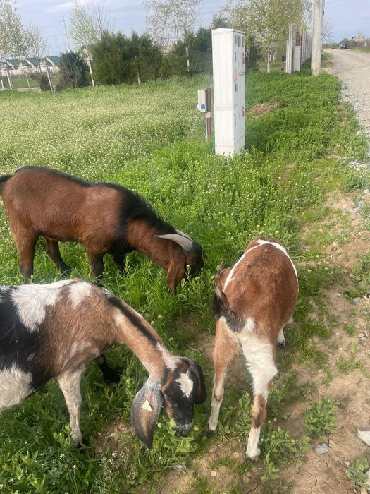 Tap amglonubian ,rasa  pura