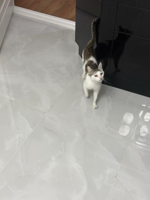 Отдам кота 1 год в хорошие добрые руки бесплатно