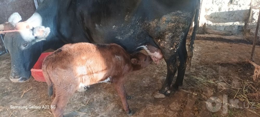 Ona bola Sogʼin sigir sotiladi