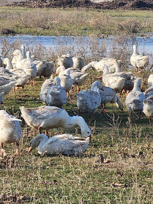 Гуси, индейка  оптом