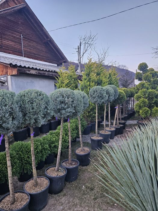 Glandeflora veșnic Verde măslini bonzai spirale bună