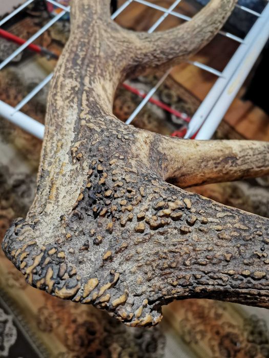 Продавам еленови рога!