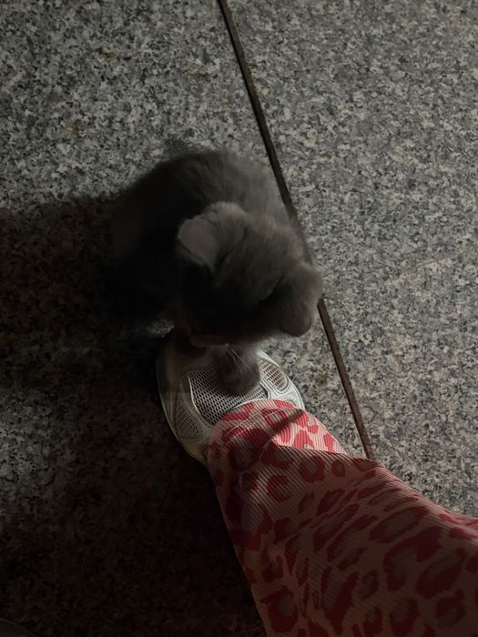 Ищет дом маленький котёнок