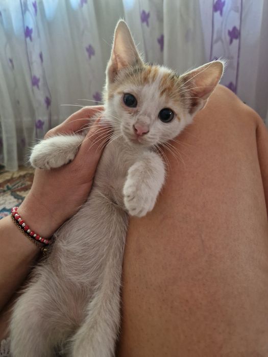 ADOPȚIEE – 2 femele+1mascul