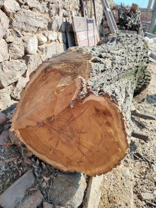 Ствол на черница