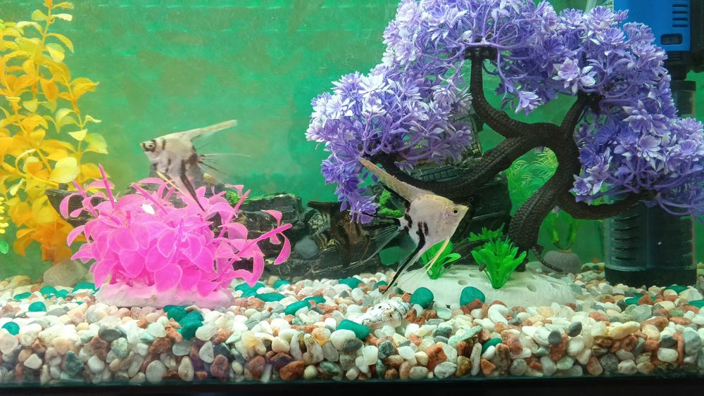 Аквариум с рыбками