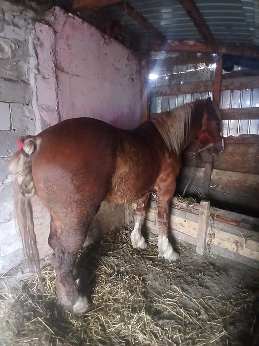 Mânz de 3 ani de vânzare