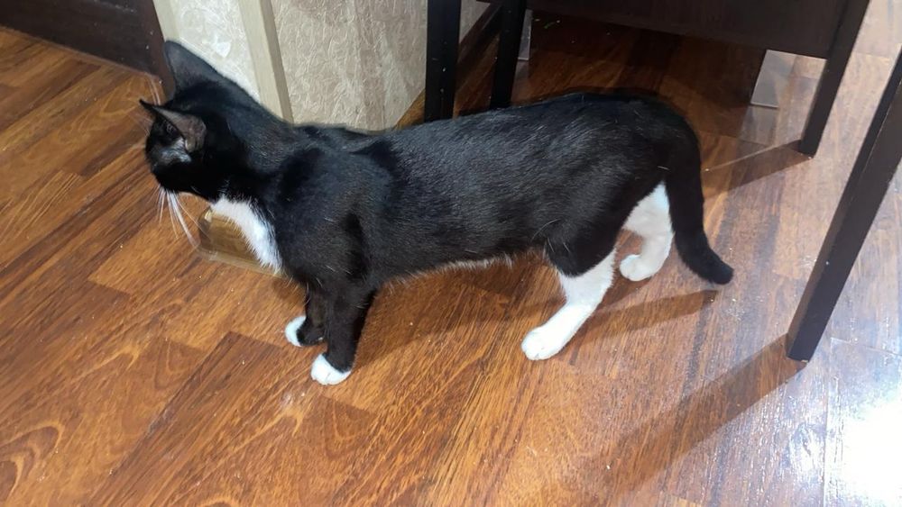 Отдам кошку бесплатно